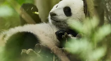 Moon le Panda